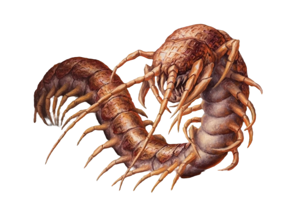Гіганцкая мнаганожка (Giant Centipede) | Бестыярый D&D 5e